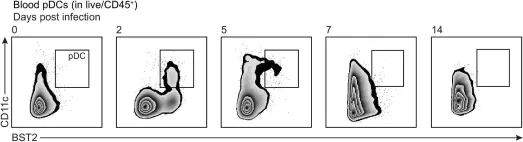 Fig.4.B showing Flow cytometry/Cell sorting in a Mus musculus (House mouse) sample from the publication: ACE2 is the critical in vivo receptor for SARS-CoV-2 in a novel COVID-19 mouse model with TNF- and IFNγ-driven immunopathology.