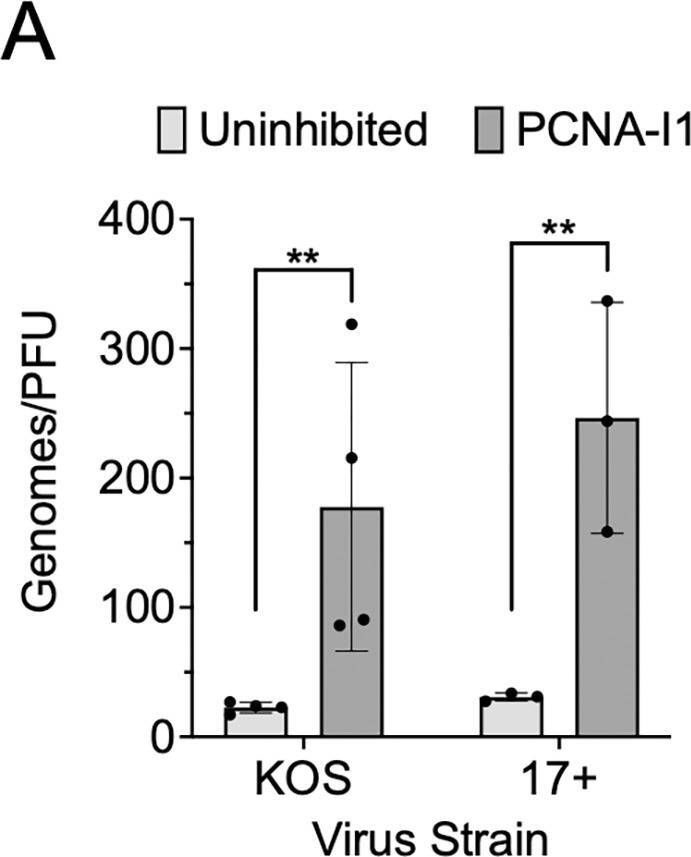 Fig.7.A from the publication: Proliferating cell nuclear antigen inhibitors block distinct stages of herpes simplex virus infection.