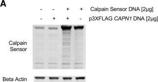 Fig.3.A showing Western Blotting in a Mus musculus (House mouse) sample from the publication: Using fibre photometry with a fluorescence resonance energy transfer-based biosensor to test efficacy of calpain inhibitors in vivo.