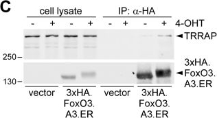 Fig.1.C showing Western Blotting from the publication: Interaction of transcription factor FoxO3 with histone acetyltransferase complex subunit TRRAP modulates gene expression and apoptosis.