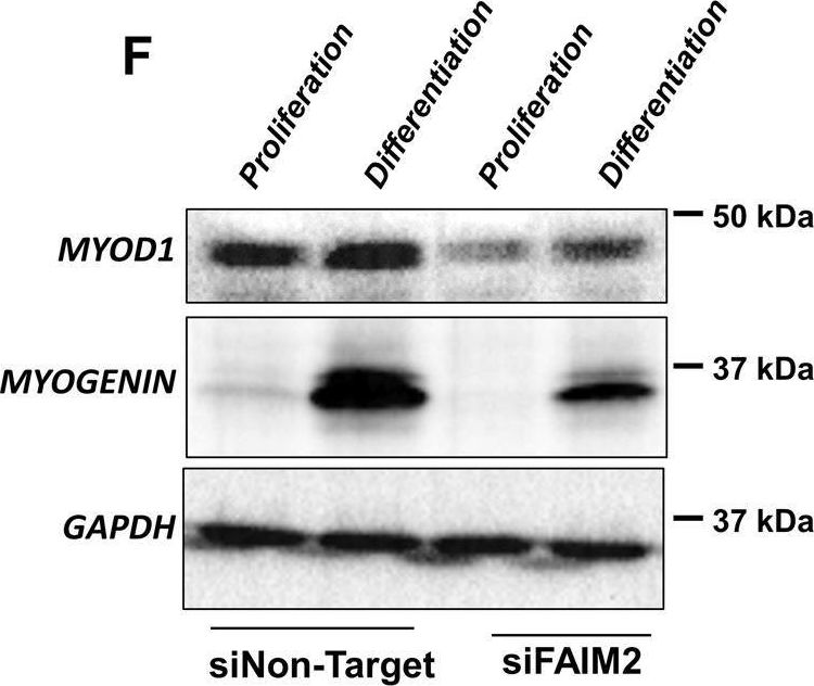Fig.4.F showing Western Blotting from the publication: Antiapoptotic Protein FAIM2 is targeted by miR-3202, and DUX4 via TRIM21, leading to cell death and defective myogenesis.