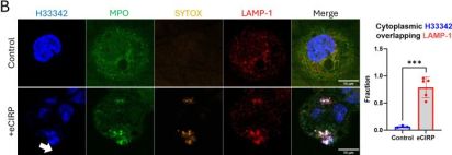 LAMP1 (D4O1S) Mouse mAb | Cell Signaling Technology