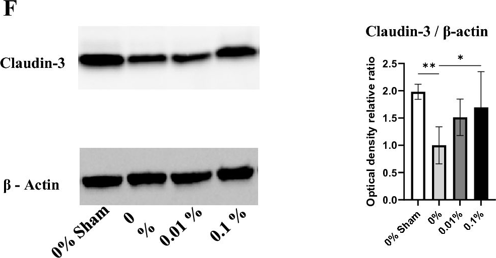 Fig.3.F showing Western Blotting in a Rattus norvegicus (Rat) sample from the publication: Dietary polyamines promote intestinal adaptation in an experimental model of short bowel syndrome.