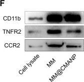 Fig.6.F showing Western Blotting in a Mus musculus (House mouse) sample from the publication: Macrophage membrane-biomimetic cinnamaldehyde nanomedicine ameliorates inflammatory bowel disease by suppressing macrophage M1 polarization.