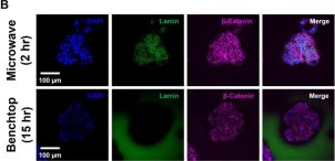 beta-Catenin (L54E2) Mouse Monoclonal Antibody (Alexa Fluor® 647