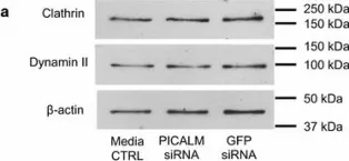 Fig.3.A showing Western Blotting from the publication: Decreasing the expression of PICALM reduces endocytosis and the activity of β-secretase: implications for Alzheimer's disease.