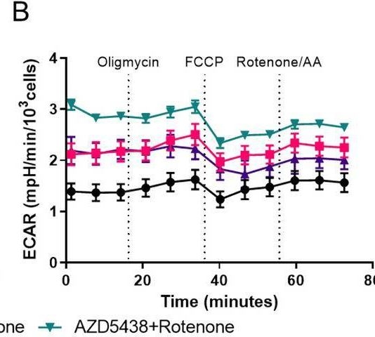 Fig.4.B from the publication: AZD5438 a GSK-3a/b and CDK inhibitor is antiapoptotic modulates mitochondrial activity and protects human neurons from mitochondrial toxins.