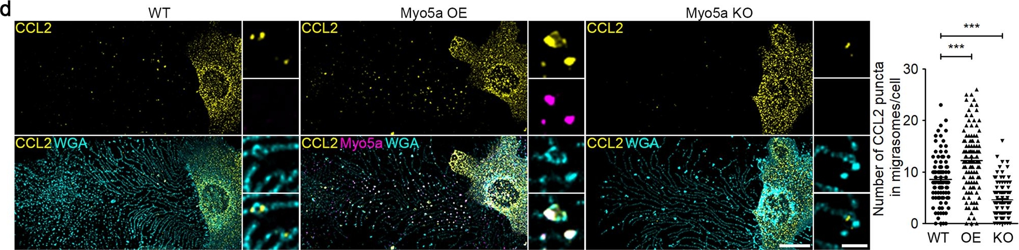 Fig.6.D showing Immunohistochemistry-immunofluorescence in a Mus musculus (House mouse) sample from the publication: Localized, highly efficient secretion of signaling proteins by migrasomes.
