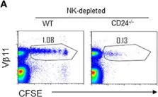 Fig.4.A showing Flow cytometry/Cell sorting in a Mus musculus (House mouse) sample from the publication: Dendritic cell expression of CD24 contributes to optimal priming of T lymphocytes in lymph nodes.