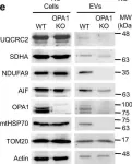 Fig.5.E showing Western Blotting from the publication: Selective packaging of mitochondrial proteins into extracellular vesicles prevents the release of mitochondrial DAMPs.