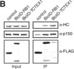Fig.3.B showing Western Blotting in a Homo sapiens (Human) sample from the publication: The human cytoplasmic dynein interactome reveals novel activators of motility.