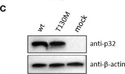 Fig.2.C showing Western Blotting from the publication: Heterozygous P32/C1QBP/HABP1 Polymorphism rs56014026 Reduces Mitochondrial Oxidative Phosphorylation and Is Expressed in Low-grade Colorectal Carcinomas.