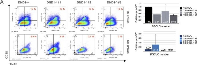 Fig.3.A showing Flow cytometry/Cell sorting in a Homo sapiens (Human) sample from the publication: Heading towards a dead end: The role of DND1 in germ line differentiation of human iPSCs.