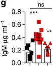 Fig.6.G showing Enzyme-linked immunosorbent assay in a Mus musculus (House mouse) sample from the publication: Fat-associated lymphoid clusters control local IgM secretion during pleural infection and lung inflammation.