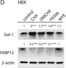 Fig.6.D showing Western Blotting from the publication: Rapalogs can promote cancer cell stemness in vitro in a Galectin-1 and H-ras-dependent manner.
