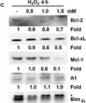 Fig.2.C showing Western Blotting from the publication: Oxidative stress-induced apoptosis in granulosa cells involves JNK, p53 and Puma.
