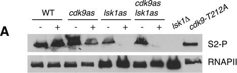 Fig.4.A showing Western Blotting in a Schizosaccharomyces pombe (fission yeast) sample from the publication: Functional interaction of Rpb1 and Spt5 C-terminal domains in co-transcriptional histone modification.