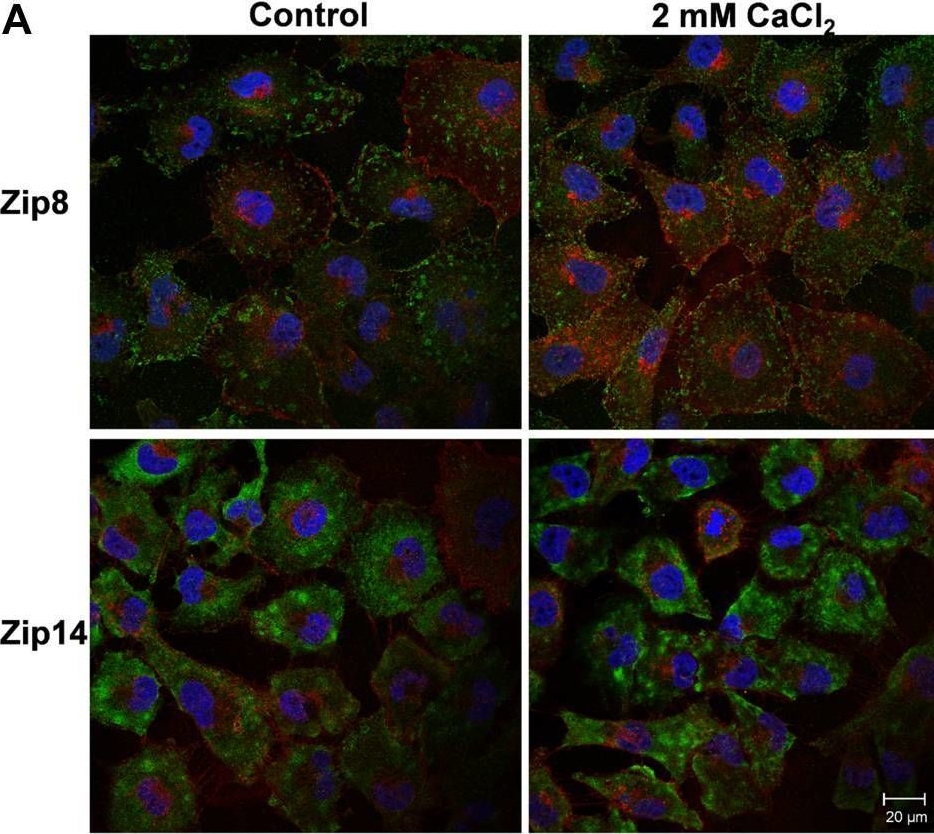 Fig.7.A showing Immunocytochemistry-immunofluorescence from the publication: Calcium and the Ca-ATPase SPCA1 modulate plasma membrane abundance of ZIP8 and ZIP14 to regulate Mn(II) uptake in brain microvascular endothelial cells.