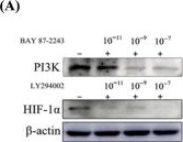 Fig.7.A showing Western Blotting in a Mus musculus (House mouse) sample from the publication: The HIF-Mediated PI3K-AKT Signaling Pathway Is a Key Signaling Pathway Triggering Testicular Spermatogenic Disorders in Yaks with Cryptorchidism.