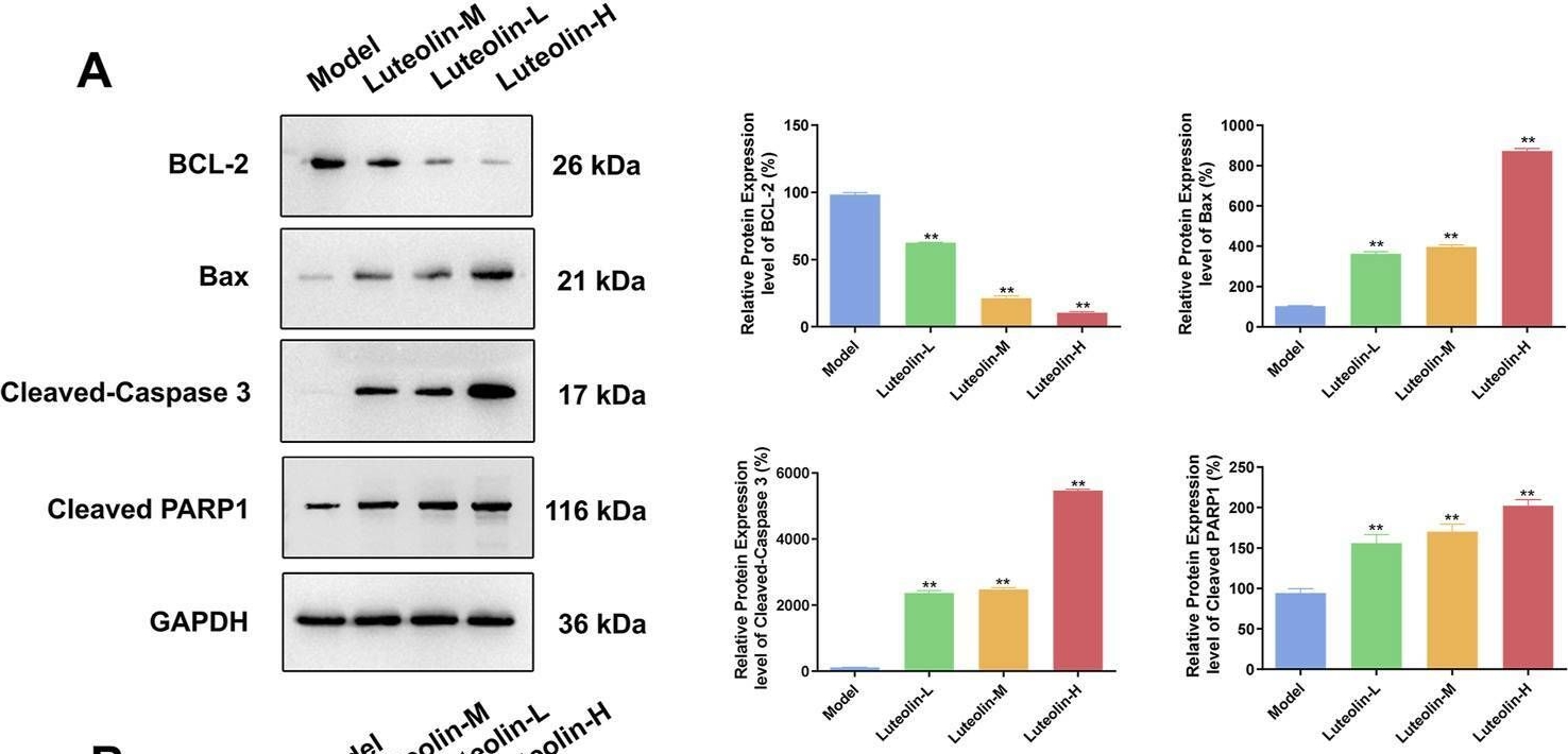 Fig.7.A showing Western Blotting in a Mus musculus (House mouse) sample from the publication: Luteolin inhibits diffuse large B-cell lymphoma cell growth through the JAK2/STAT3 signaling pathway.