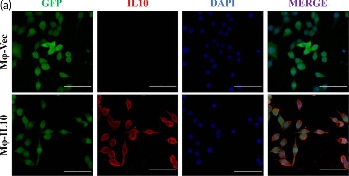 Fig.1.A showing Immunocytochemistry-immunofluorescence in a Mus musculus (House mouse) sample from the publication: Revolutionizing nephrocalcinosis treatment: IL-10 engineered macrophages as a novel therapeutic approach.