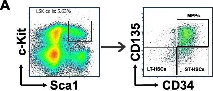 Fig.5.A showing Flow cytometry/Cell sorting in a Mus musculus (House mouse) sample from the publication: Deep learning-based predictive classification of functional subpopulations of hematopoietic stem cells and multipotent progenitors.