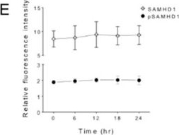 Fig.6.E from the publication: Interferon γ and α Have Differential Effects on SAMHD1, a Potent Antiviral Protein, in Feline Lymphocytes.