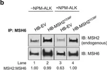 Fig.3.B showing Western Blotting in a Homo sapiens (Human) sample from the publication: NPM-ALK mediates phosphorylation of MSH2 at tyrosine 238, creating a functional deficiency in MSH2 and the loss of mismatch repair.