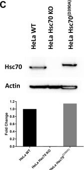 Fig.3.C from the publication: Specific binding sites on Rhesus rotavirus capsid protein dictate the method of endocytosis inducing the murine model of biliary atresia.