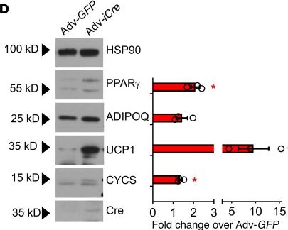 Fig.1.D showing Western Blotting from the publication: The microRNA miR-30a blocks adipose tissue fibrosis accumulation in obesity.