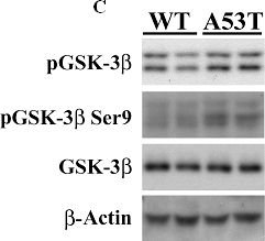 Fig.1.C showing Western Blotting in a Mus musculus (House mouse) sample from the publication: Tauopathic changes in the striatum of A53T α-synuclein mutant mouse model of Parkinson's disease.