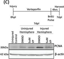 Fig.7.C showing Western Blotting in a Danio rerio (Zebrafish) sample from the publication: Hcfc1 and Ogt Mediate Zebrafish CNS Regeneration Through Hippo/Yap Signalling.