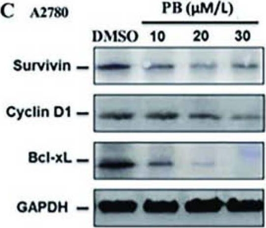Fig.5.C showing Western Blotting from the publication: Physapubescin B inhibits tumorgenesis and circumvents taxol resistance of ovarian cancer cells through STAT3 signaling.