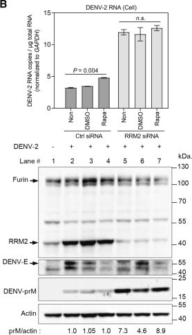 Fig.5.B showing Western Blotting from the publication: Ribonucleotide reductase subunit M2 mediates the mTOR pathway to recruit furin endoprotease and promote maturation of dengue virus.