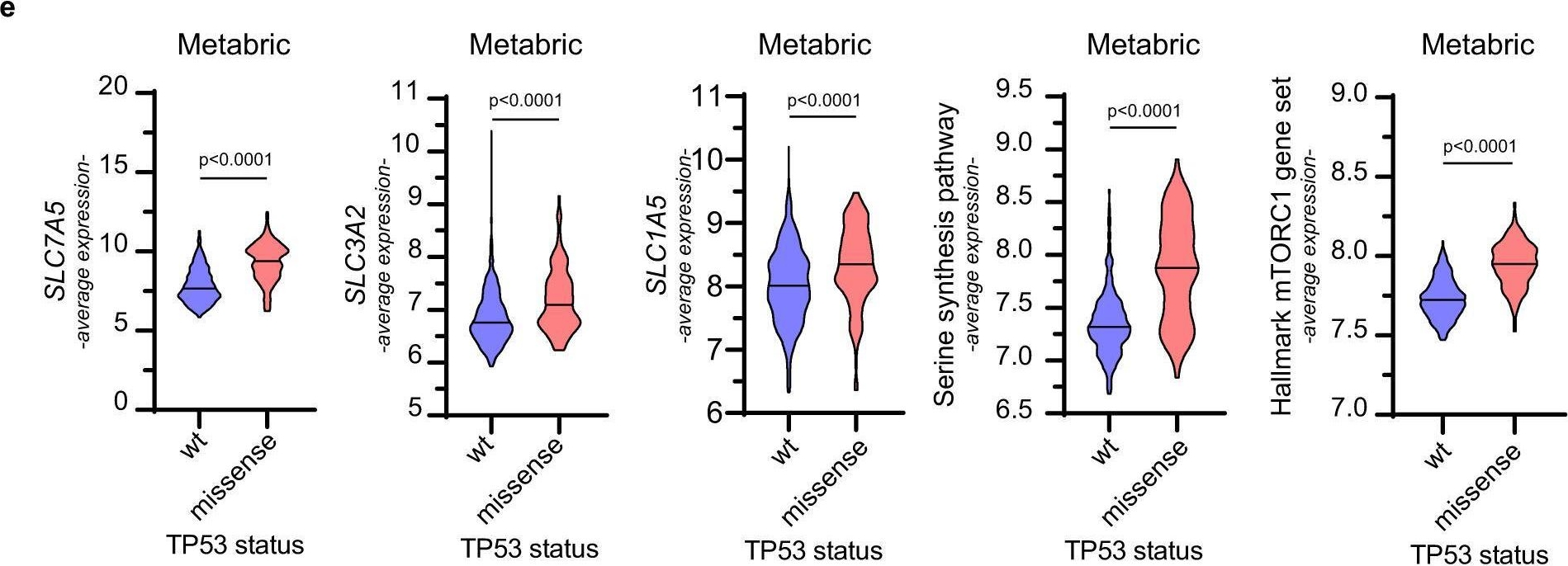 Fig.2.E showing Flow cytometry/Cell sorting from the publication: Mutant p53 sustains serine-glycine synthesis and essential amino acids intake promoting breast cancer growth.