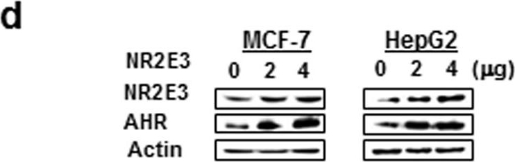 Fig.2.D showing Western Blotting in a Mus musculus (House mouse) sample from the publication: Loss of NR2E3 represses AHR by LSD1 reprogramming, is associated with poor prognosis in liver cancer.