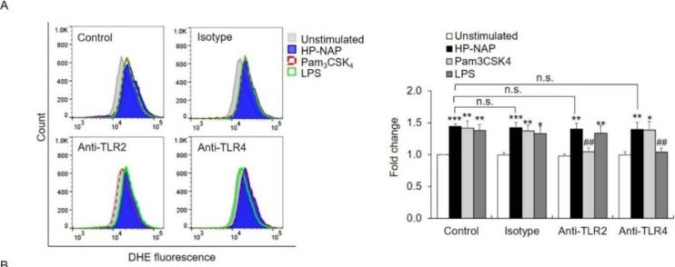 Fig.5.A showing Flow cytometry/Cell sorting in a Homo sapiens (Human) sample from the publication: Helicobacter pylori Neutrophil-Activating Protein Directly Interacts with and Activates Toll-like Receptor 2 to Induce the Secretion of Interleukin-8 from Neutrophils and ATRA-Induced Differentiated HL-60 Cells.