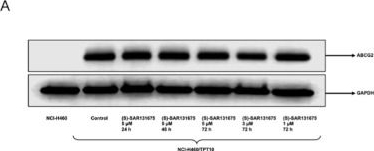 Fig.3.A showing Western Blotting in a Homo sapiens (Human) sample from the publication: Reversal of ABCG2-mediated MDR by VEGFR3 inhibitor (S)-SAR131675.