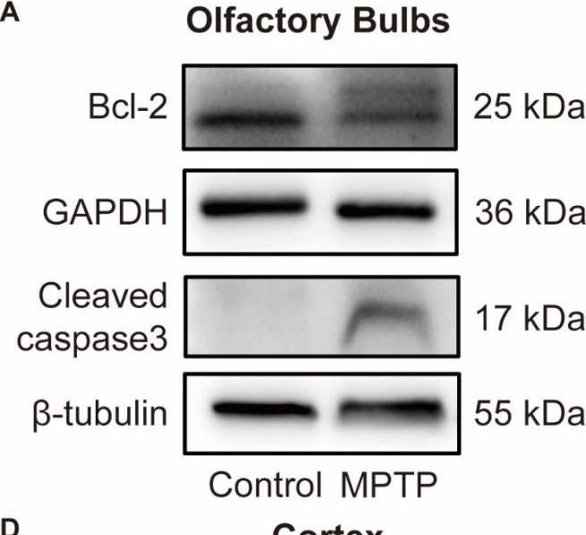 Fig.7.A showing Western Blotting in a Mus musculus (House mouse) sample from the publication: A Pilot Study on a Possible Mechanism behind Olfactory Dysfunction in Parkinson's Disease: The Association of TAAR1 Downregulation with Neuronal Loss and Inflammation along Olfactory Pathway.