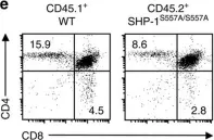 Fig.10.E showing Flow cytometry/Cell sorting in a Mus musculus (House mouse) sample from the publication: Protein kinase D regulates positive selection of CD4+ thymocytes through phosphorylation of SHP-1.