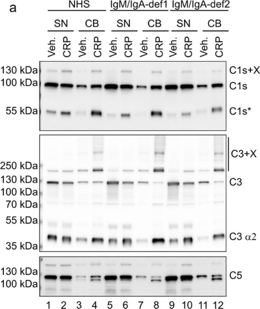 Fig.5.A showing Western Blotting from the publication: Natural antibodies and CRP drive anaphylatoxin production by urate crystals.