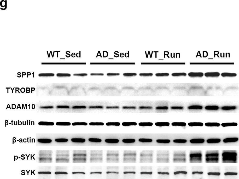 Fig.6.G showing Western Blotting in a Mus musculus (House mouse) sample from the publication: Long-term running exercise improves cognitive function and promotes microglial glucose metabolism and morphological plasticity in the hippocampus of APP/PS1 mice.