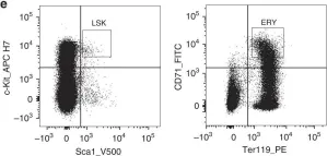 Fig.2.E showing Flow cytometry/Cell sorting in a Mus musculus (House mouse) sample from the publication: Methylation of a CGATA element inhibits binding and regulation by GATA-1.