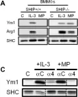 Fig.1.A,C showing Western Blotting in a Mus musculus (House mouse) sample from the publication: All Trans Retinoic Acid, Transforming Growth Factor β and Prostaglandin E2 in Mouse Plasma Synergize with Basophil-Secreted Interleukin-4 to M2 Polarize Murine Macrophages.