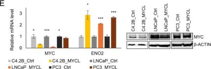 c-Myc Antibody | Cell Signaling Technology