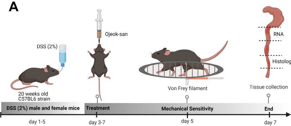 Fig.1.A from the publication: Acute Administration of Ojeok-san Ameliorates Pain-like Behaviors in Pre-Clinical Models of Inflammatory Bowel Diseases.