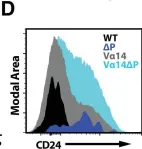 Fig.3.D showing Flow cytometry/Cell sorting from the publication: Histone Deacetylase 7 mediates tissue-specific autoimmunity via control of innate effector function in invariant Natural Killer T Cells.
