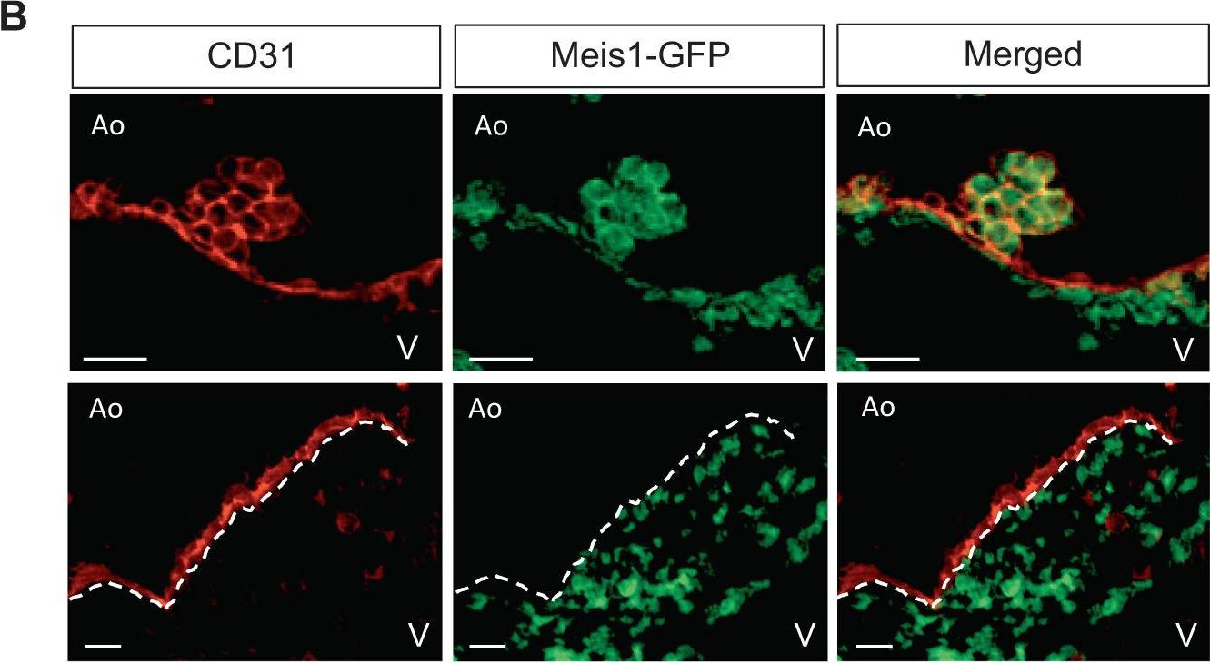 Fig.3.B showing Immunohistochemistry-immunofluorescence in a Mus musculus (House mouse) sample from the publication: Meis1 establishes the pre-hemogenic endothelial state prior to Runx1 expression.