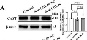 Fig.5.A showing Western Blotting from the publication: Post-infarction KLHL40-mediated regulation of cardiac sarcomeric integrity and function.