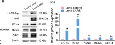 Fig.6.E showing Western Blotting in a Homo sapiens (Human) sample from the publication: LARS promotes osteosarcoma proliferation through leucine-dependent PRIM2 translation and DNA replication activation.